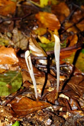 Fungo nelle foreste Casentinesi, n1